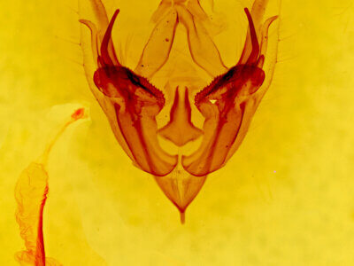 genitalia view of adult Protorthodes sp.