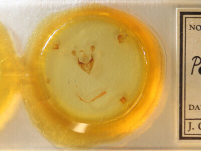 slide view of adult Protorthodes sp.