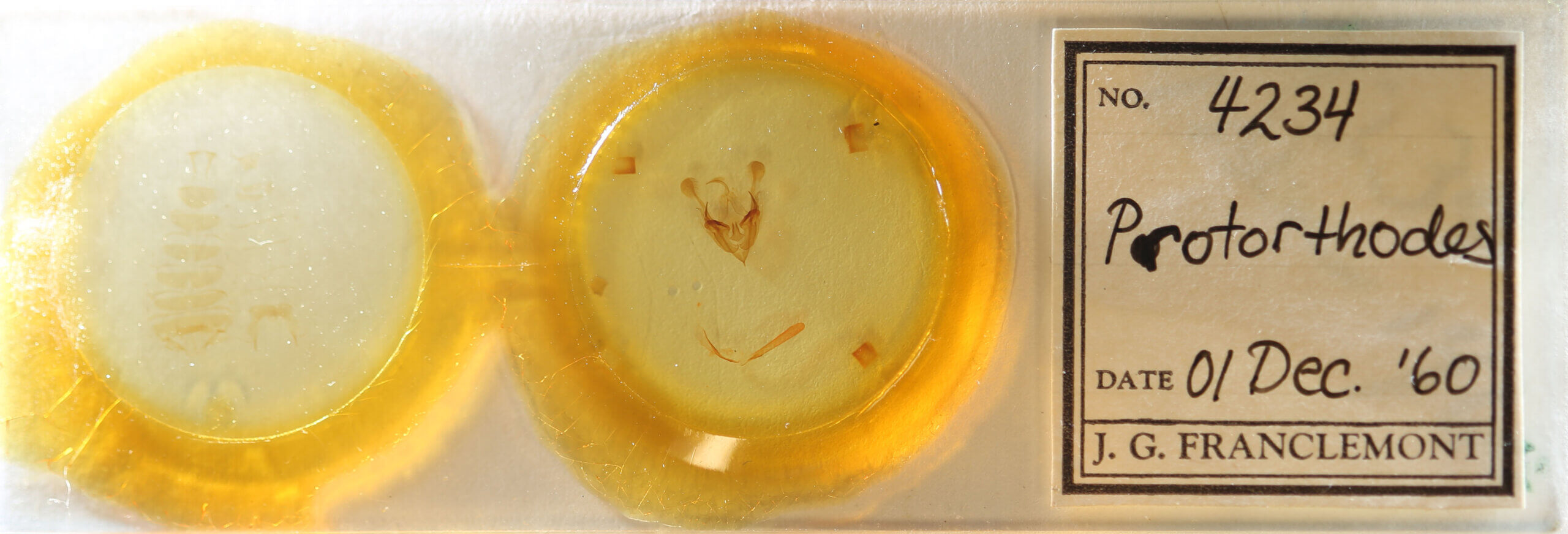 slide view of adult Protorthodes sp.