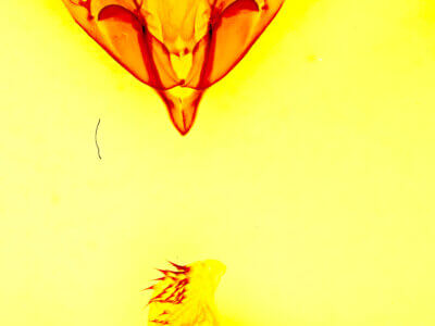 genitalia view of adult Acronicta brumosa group small