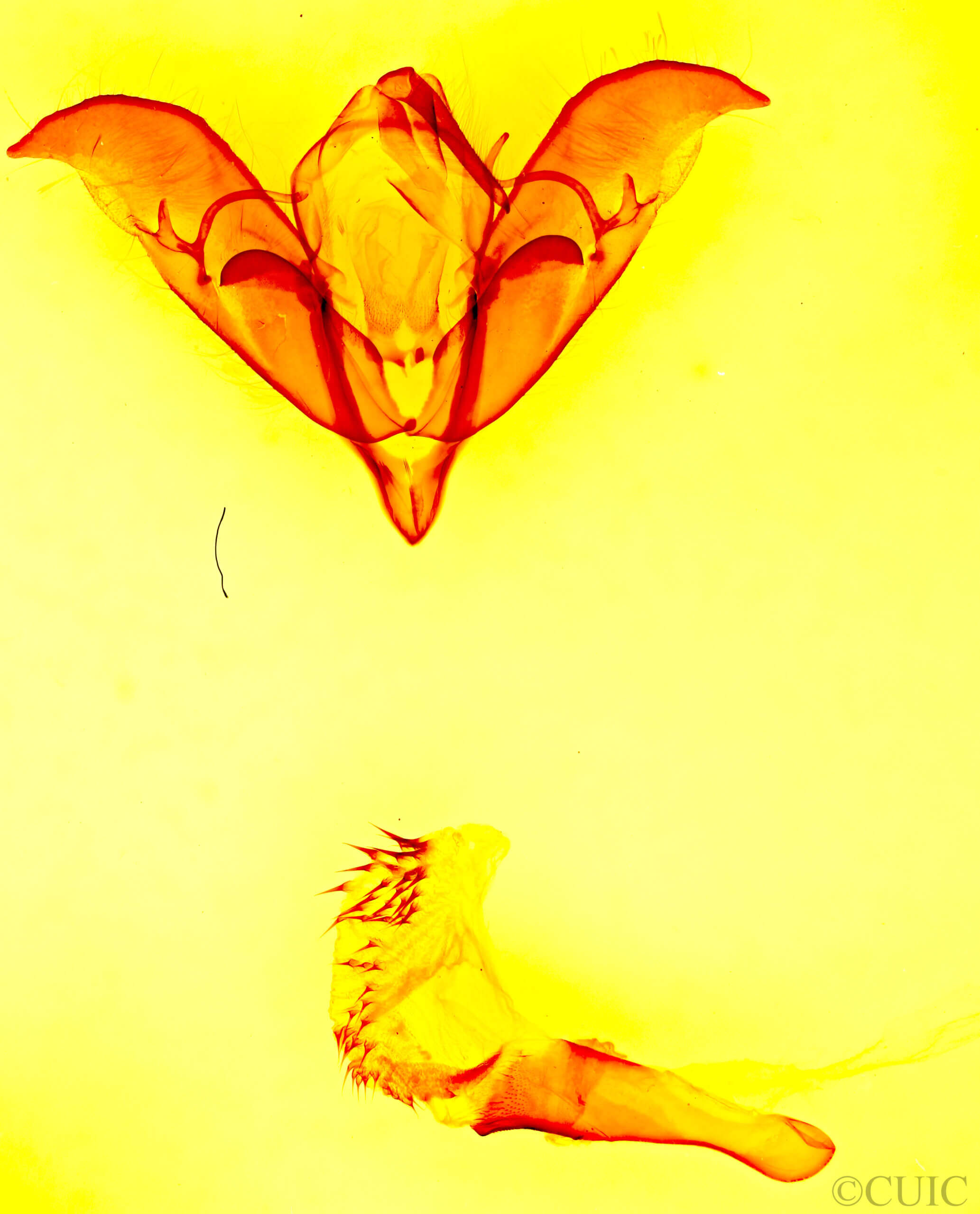 genitalia view of adult Acronicta brumosa group small