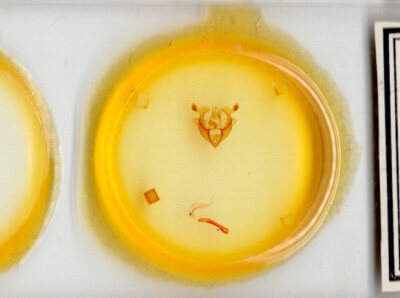 slide view of adult Homorthodes sp.