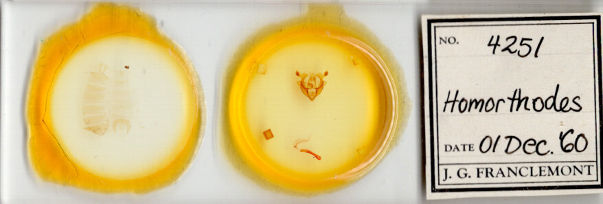 slide view of adult Homorthodes sp.