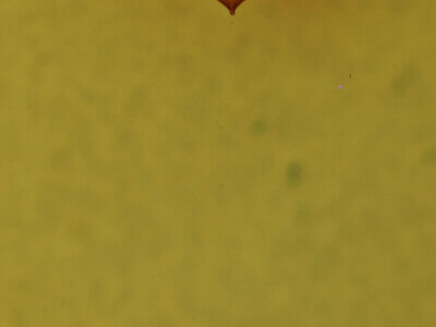 genitalia view of adult Homorthodes sp.