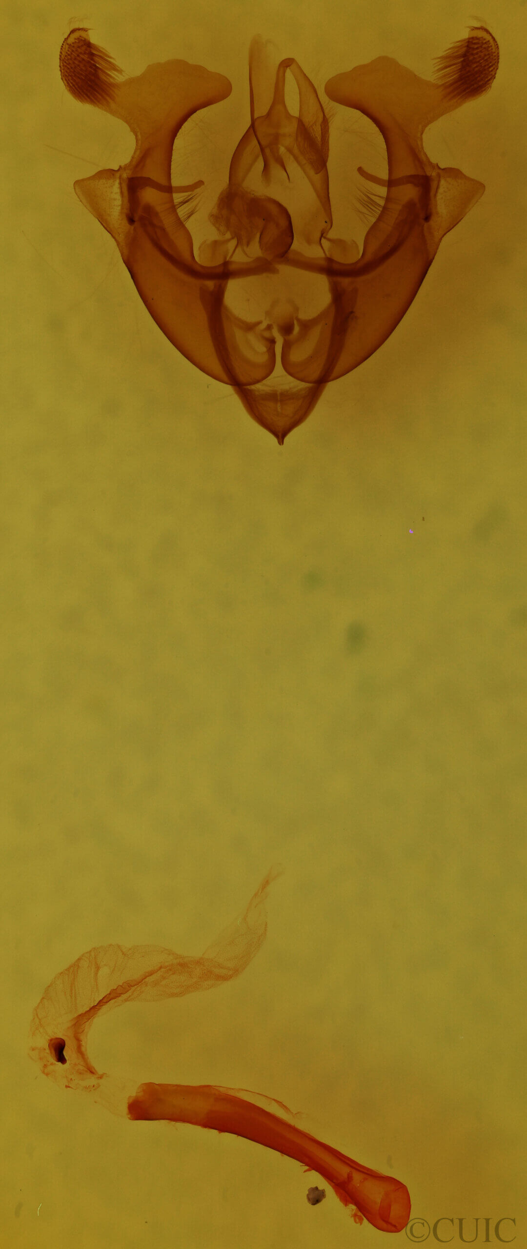 genitalia view of adult Homorthodes sp.