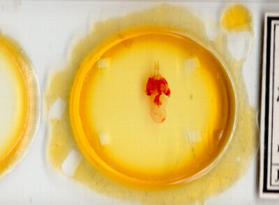 slide view of adult Homorthodes sp.