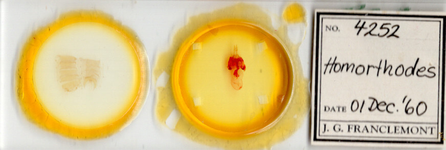 slide view of adult Homorthodes sp.