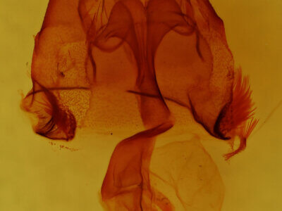 genitalia view of adult Homorthodes sp.