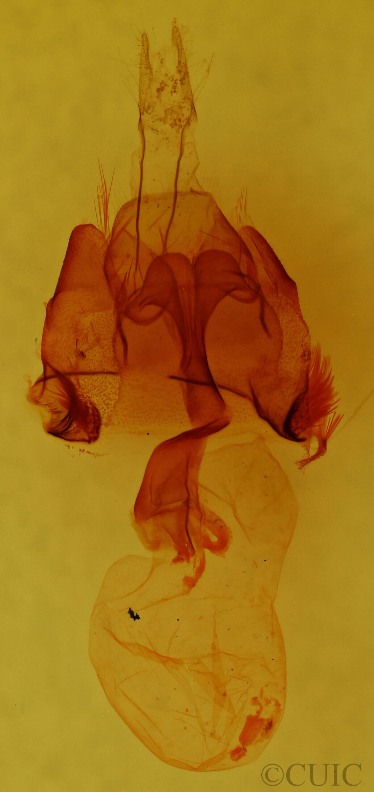 genitalia view of adult Homorthodes sp.