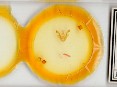 slide view of adult Homorthodes sp.