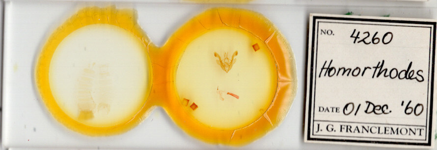 slide view of adult Homorthodes sp.