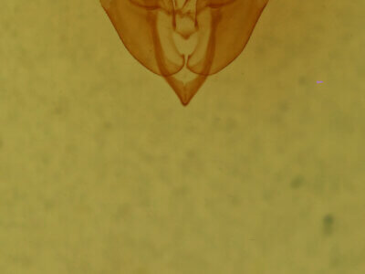 genitalia view of adult Homorthodes sp.