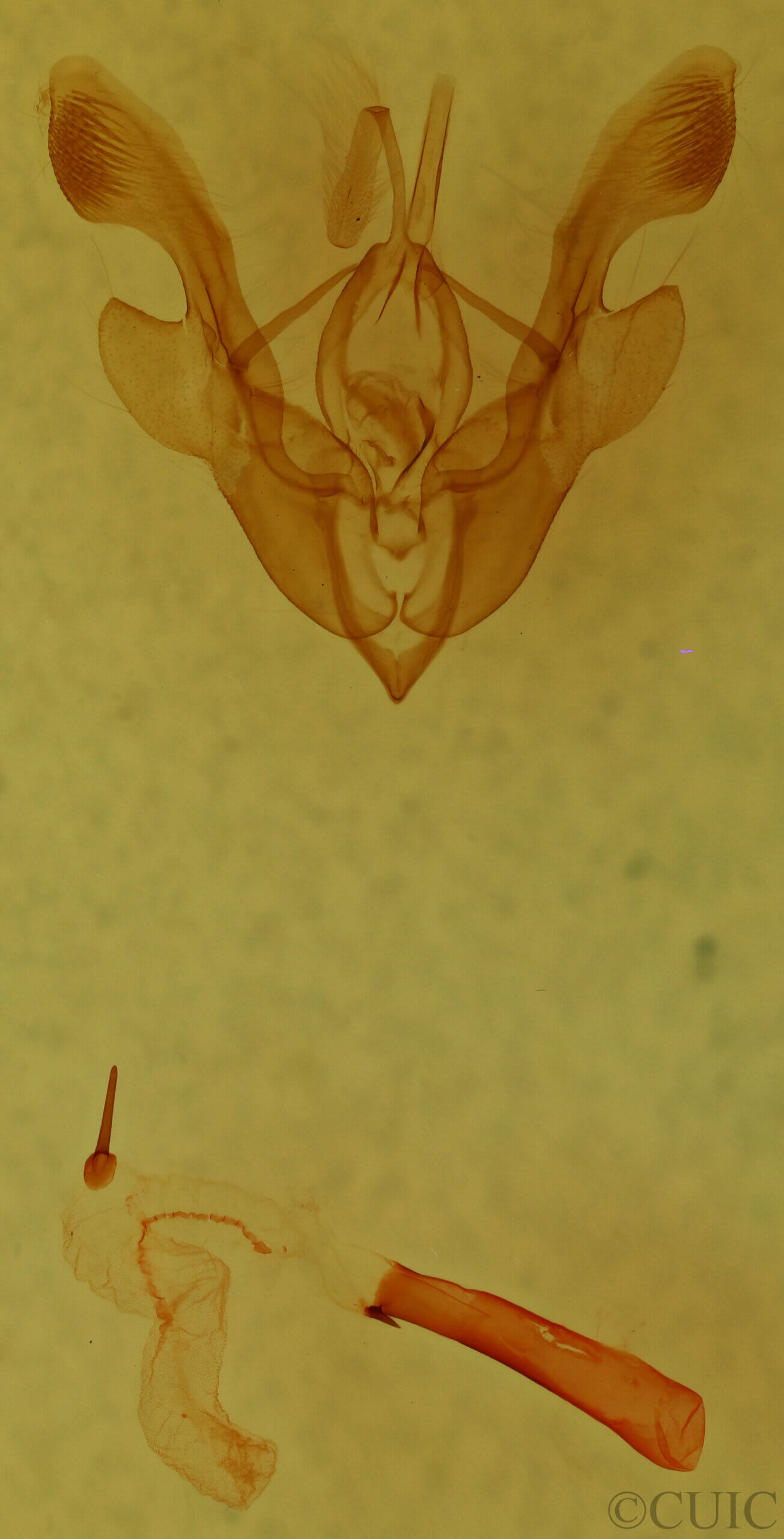 genitalia view of adult Homorthodes sp.