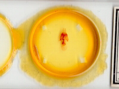 slide view of adult Homorthodes sp.