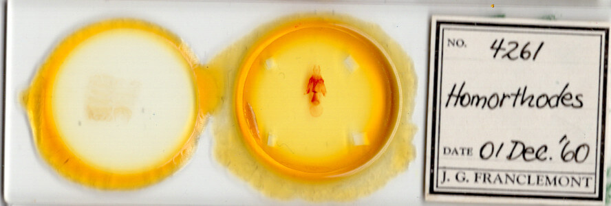 slide view of adult Homorthodes sp.