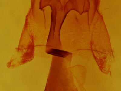 genitalia view of adult Homorthodes sp.