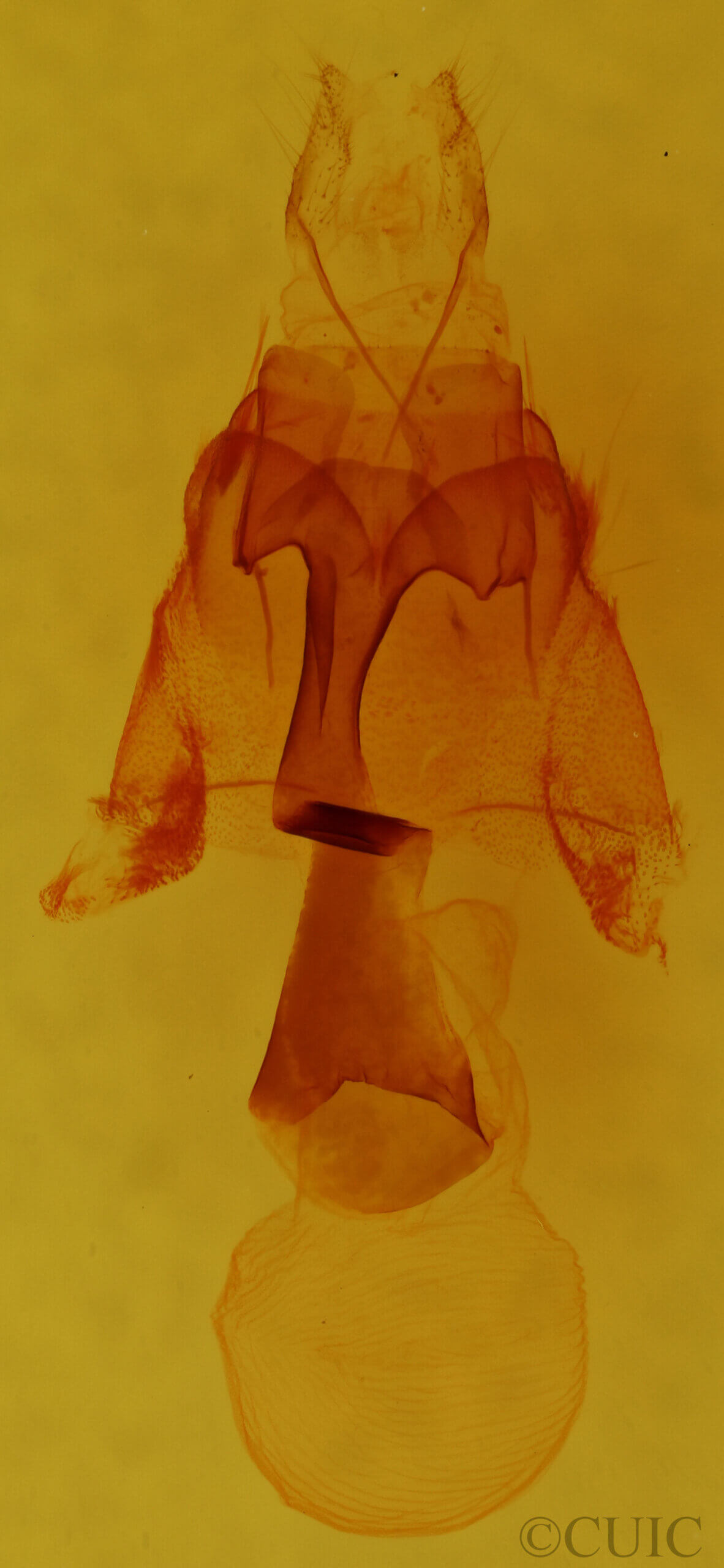 genitalia view of adult Homorthodes sp.