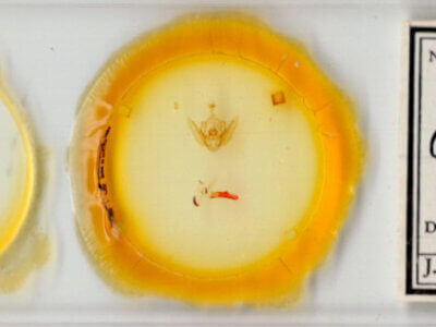 slide view of adult Orthodes sp.