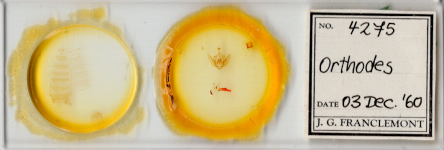 slide view of adult Orthodes sp.