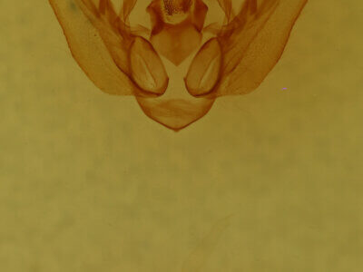 genitalia view of adult Orthodes sp.