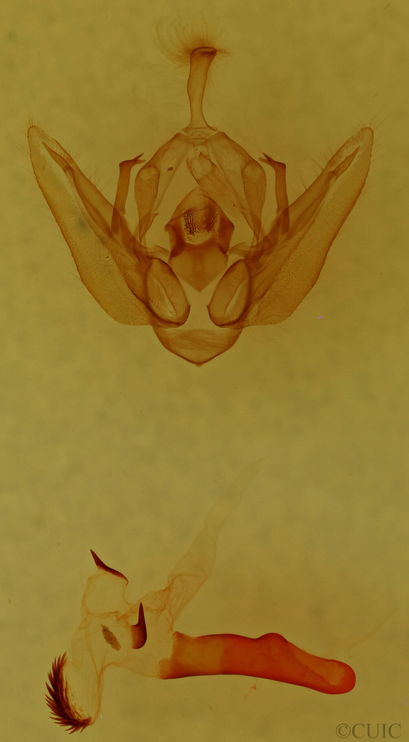 genitalia view of adult Orthodes sp.