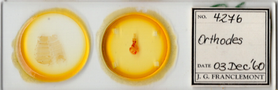 slide view of adult Orthodes sp.