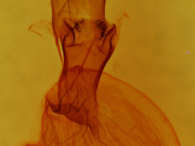 genitalia view of adult Orthodes sp.