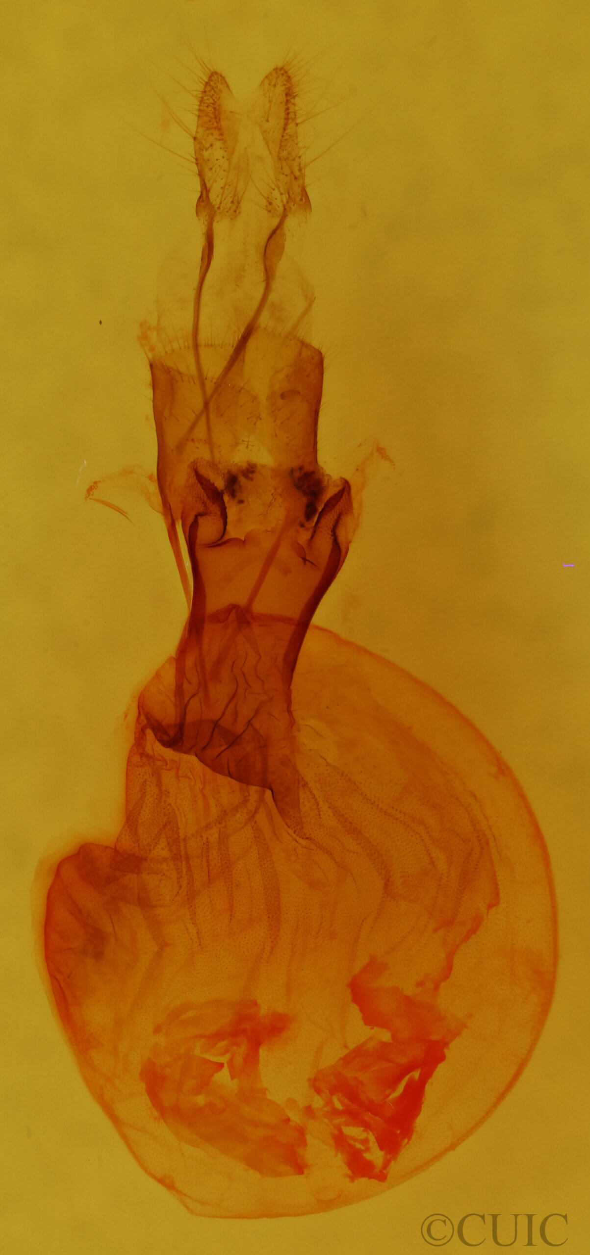 genitalia view of adult Orthodes sp.