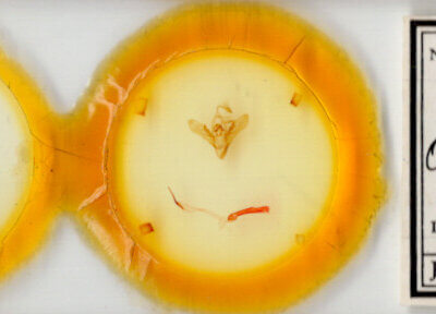 slide view of adult Orthodes sp.