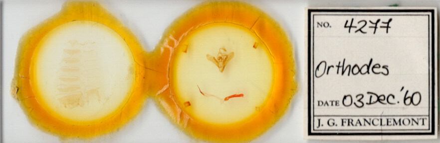 slide view of adult Orthodes sp.