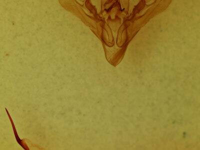 genitalia view of adult Orthodes sp.