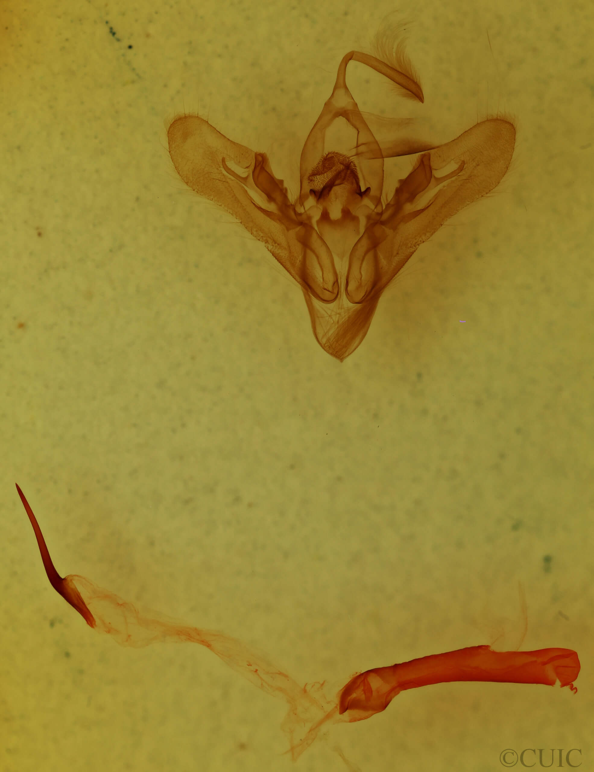 genitalia view of adult Orthodes sp.