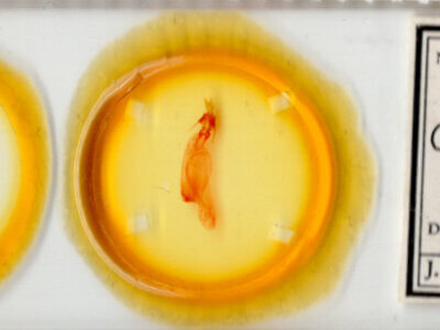 slide view of adult Orthodes sp.