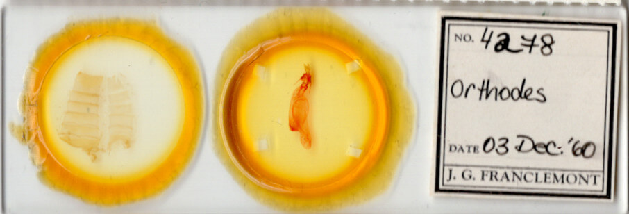 slide view of adult Orthodes sp.