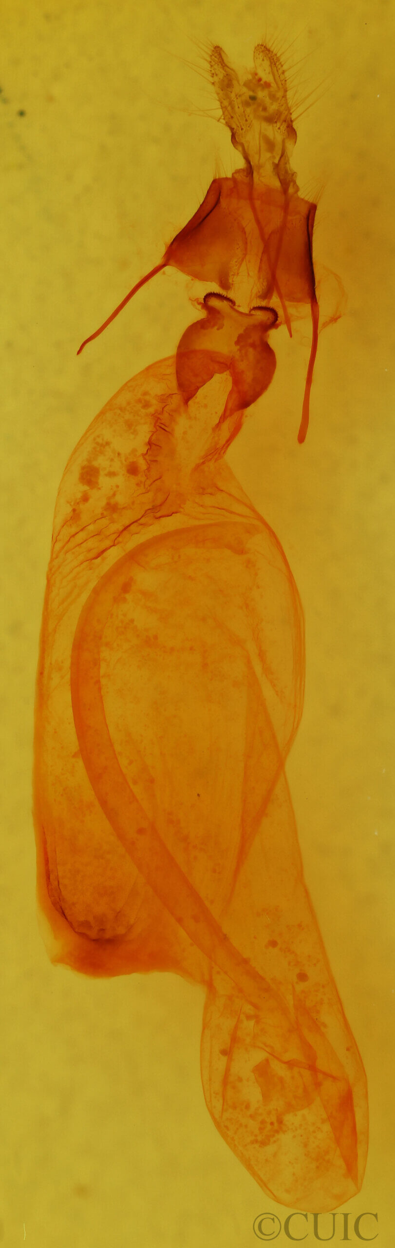 genitalia view of adult Orthodes sp.