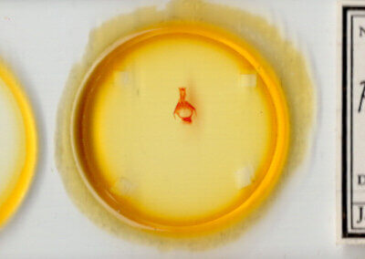 slide view of adult Pseudorthodes sp.