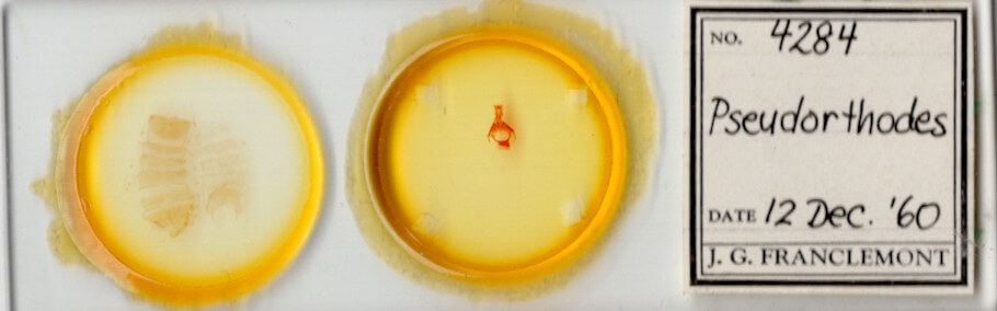 slide view of adult Pseudorthodes sp.