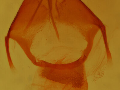 genitalia view of adult Pseudorthodes sp.