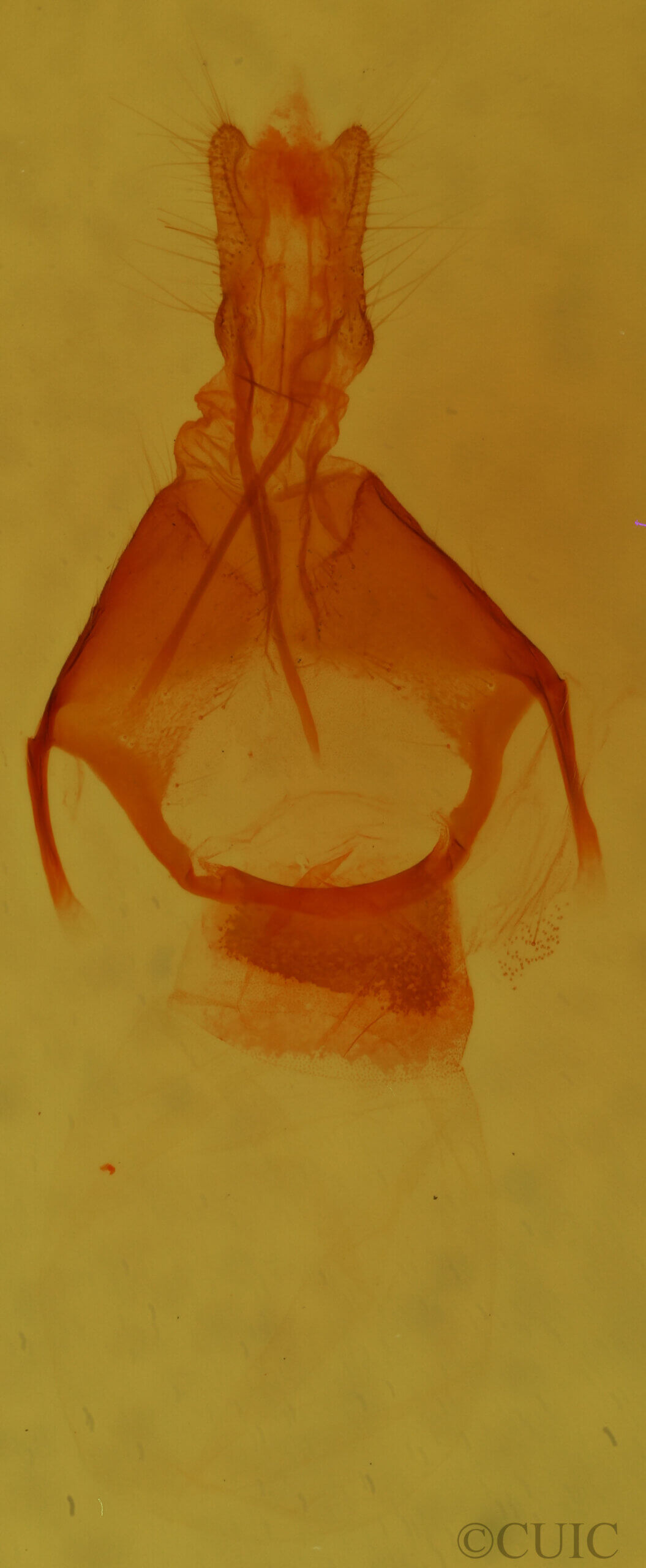 genitalia view of adult Pseudorthodes sp.