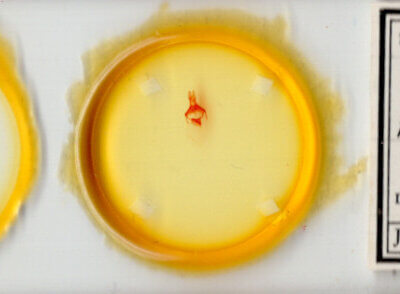 slide view of adult Pseudorthodes sp.