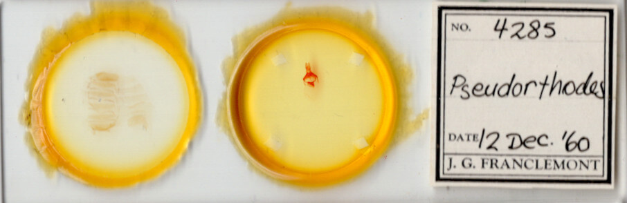 slide view of adult Pseudorthodes sp.