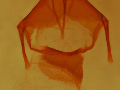 genitalia view of adult Pseudorthodes sp.