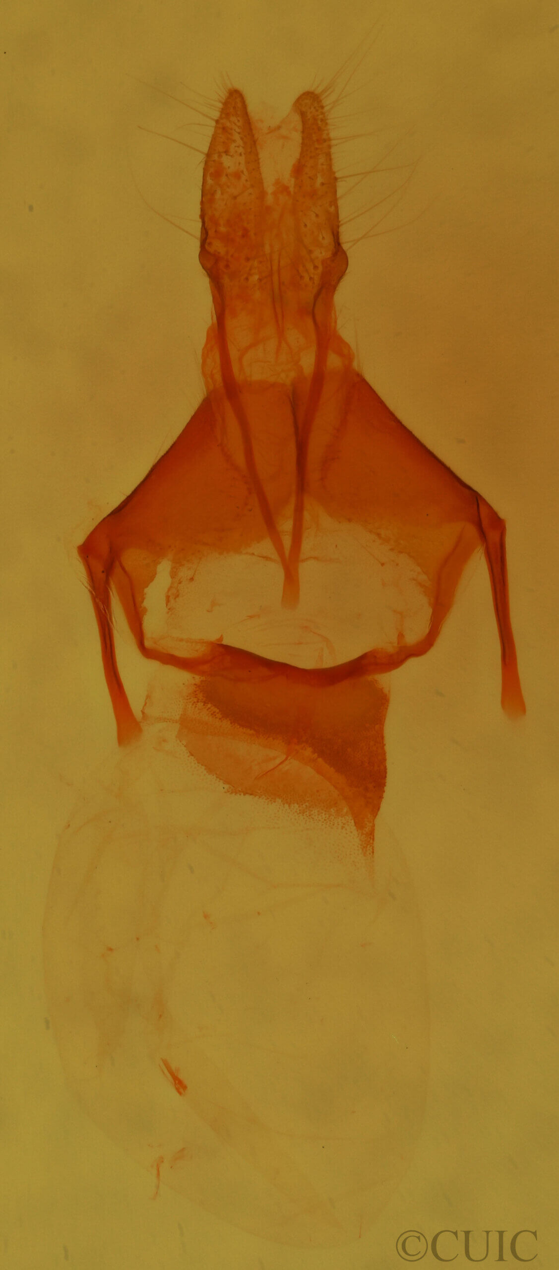 genitalia view of adult Pseudorthodes sp.