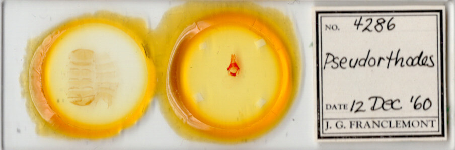 slide view of adult Pseudorthodes sp.