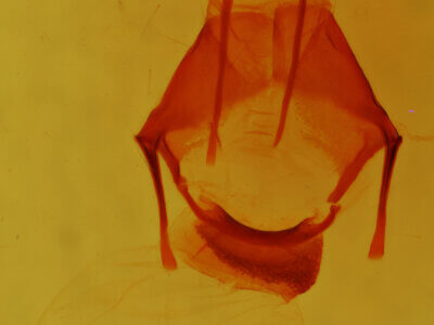 genitalia view of adult Pseudorthodes sp.