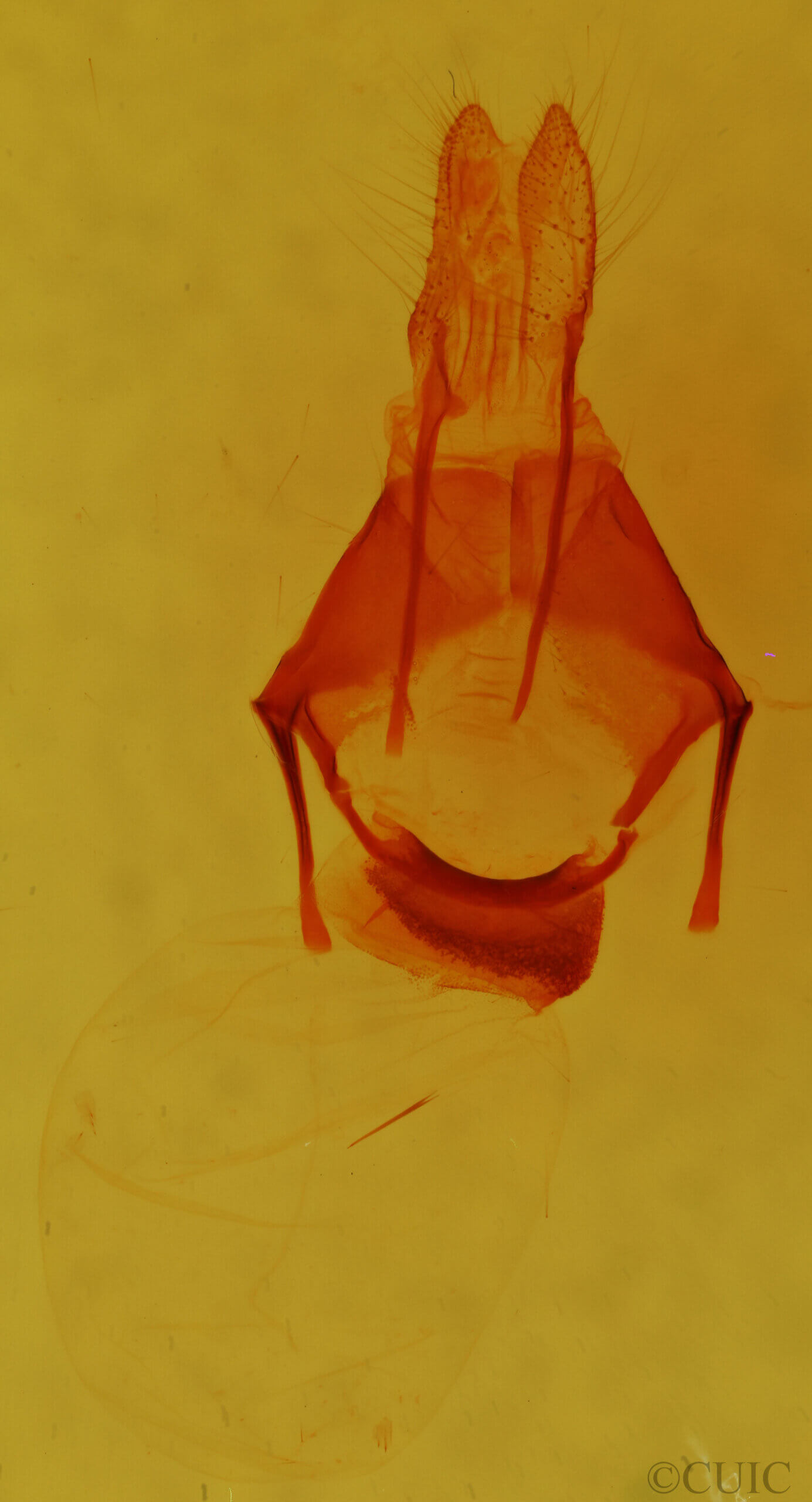 genitalia view of adult Pseudorthodes sp.
