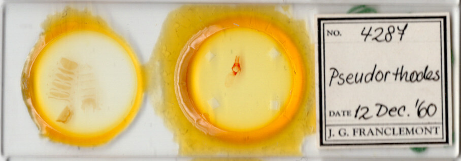 slide view of adult Pseudorthodes sp.