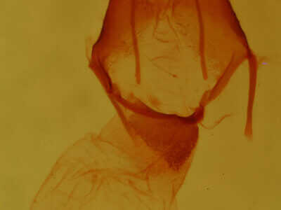 genitalia view of adult Pseudorthodes sp.