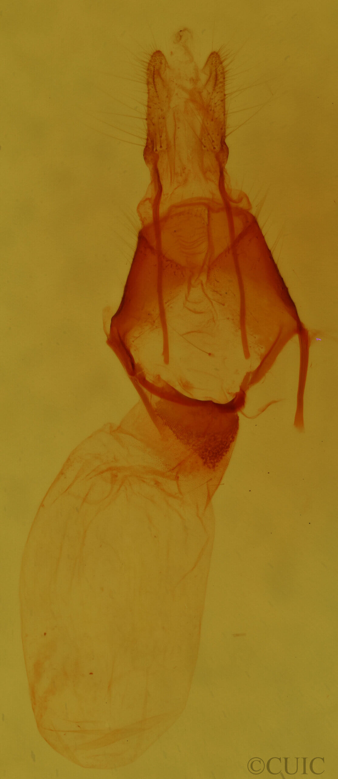 genitalia view of adult Pseudorthodes sp.