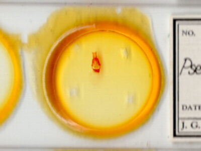 slide view of adult Pseudorthodes sp.